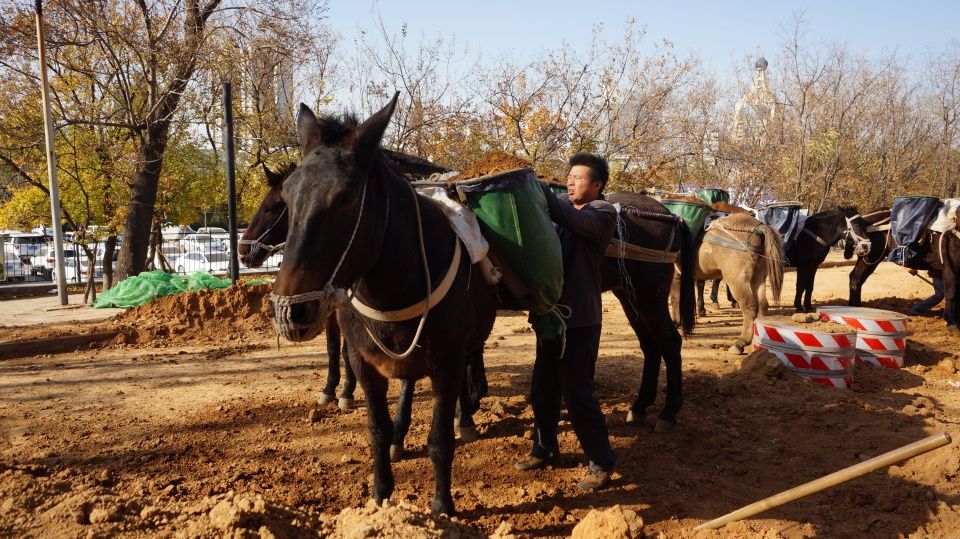 馬隊運輸