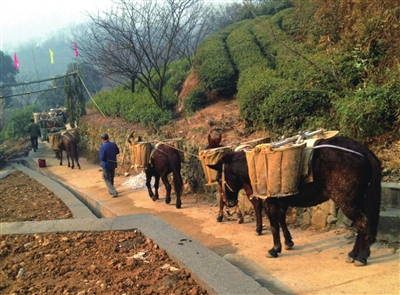 山區騾馬運輸隊