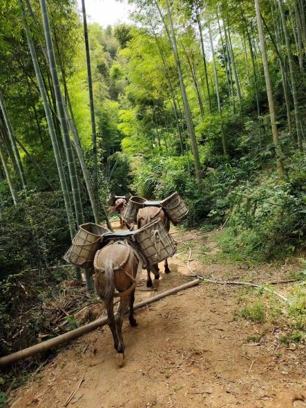 馬隊運輸隊