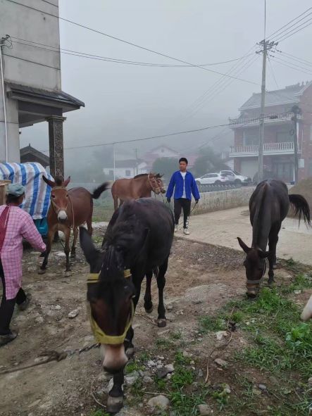 騾子運輸隊